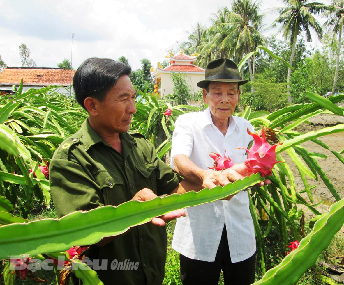 Nông dân Hứa Văn Tám Làm giàu từ cây thanh long ruột đỏ